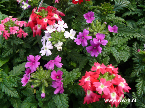 Verbena hybrida gemengd ( IJzerhard )